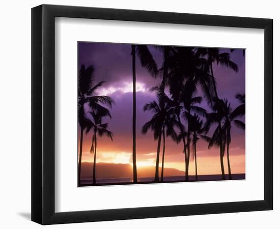 Silhouette of Palm Trees, Hawaii-Mitch Diamond-Framed Photographic Print