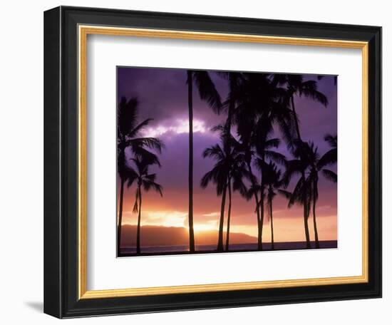 Silhouette of Palm Trees, Hawaii-Mitch Diamond-Framed Photographic Print