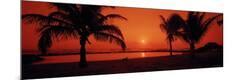 Photographic Print