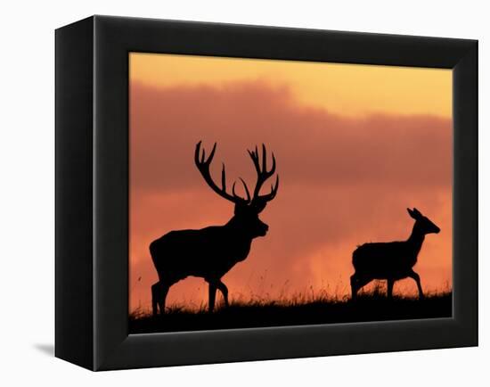 Silhouette of Red Deer Stag and Doe at Sunset, Dyrehaven, Denmark-Edwin Giesbers-Framed Premier Image Canvas