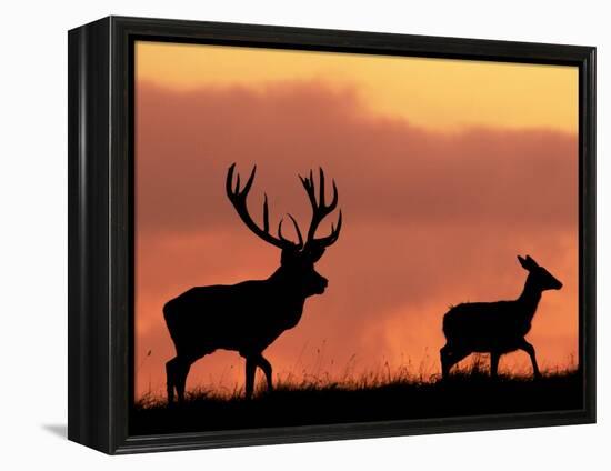 Silhouette of Red Deer Stag and Doe at Sunset, Dyrehaven, Denmark-Edwin Giesbers-Framed Premier Image Canvas