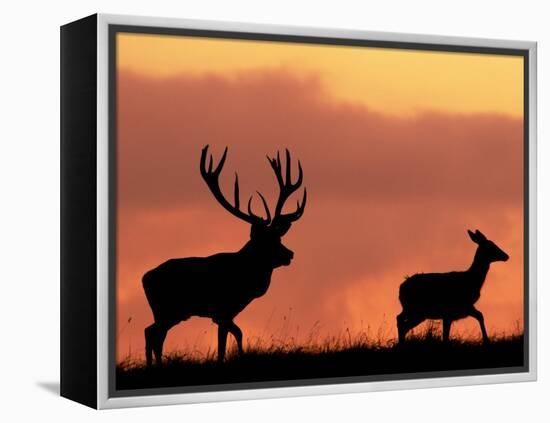 Silhouette of Red Deer Stag and Doe at Sunset, Dyrehaven, Denmark-Edwin Giesbers-Framed Premier Image Canvas