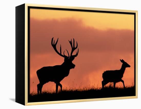 Silhouette of Red Deer Stag and Doe at Sunset, Dyrehaven, Denmark-Edwin Giesbers-Framed Premier Image Canvas