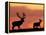 Silhouette of Red Deer Stag and Doe at Sunset, Dyrehaven, Denmark-Edwin Giesbers-Framed Premier Image Canvas