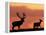 Silhouette of Red Deer Stag and Doe at Sunset, Dyrehaven, Denmark-Edwin Giesbers-Framed Premier Image Canvas