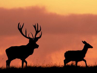 'Silhouette of Red Deer Stag and Doe at Sunset, Dyrehaven, Denmark