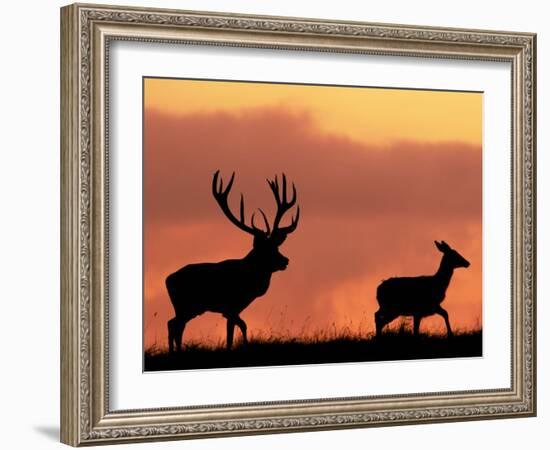 Silhouette of Red Deer Stag and Doe at Sunset, Dyrehaven, Denmark-Edwin Giesbers-Framed Photographic Print