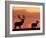 Silhouette of Red Deer Stag and Doe at Sunset, Dyrehaven, Denmark-Edwin Giesbers-Framed Photographic Print