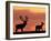 Silhouette of Red Deer Stag and Doe at Sunset, Dyrehaven, Denmark-Edwin Giesbers-Framed Photographic Print