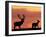 Silhouette of Red Deer Stag and Doe at Sunset, Dyrehaven, Denmark-Edwin Giesbers-Framed Photographic Print