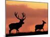 Silhouette of Red Deer Stag and Doe at Sunset, Dyrehaven, Denmark-Edwin Giesbers-Mounted Photographic Print