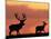 Silhouette of Red Deer Stag and Doe at Sunset, Dyrehaven, Denmark-Edwin Giesbers-Mounted Photographic Print