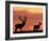 Silhouette of Red Deer Stag and Doe at Sunset, Dyrehaven, Denmark-Edwin Giesbers-Framed Photographic Print