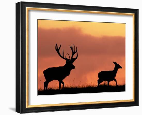 Silhouette of Red Deer Stag and Doe at Sunset, Dyrehaven, Denmark-Edwin Giesbers-Framed Photographic Print