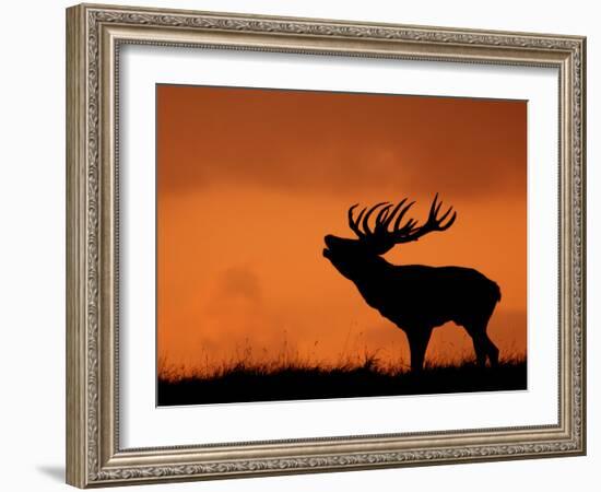 Silhouette of Red Deer Stag Calling at Sunset, Dyrehaven, Denmark-Edwin Giesbers-Framed Photographic Print