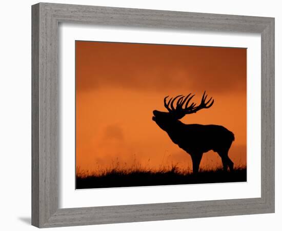 Silhouette of Red Deer Stag Calling at Sunset, Dyrehaven, Denmark-Edwin Giesbers-Framed Photographic Print