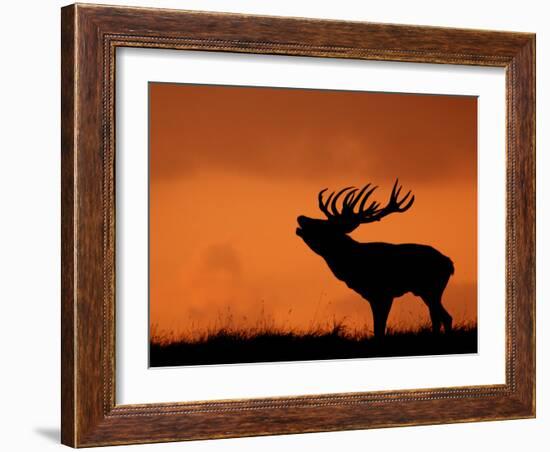 Silhouette of Red Deer Stag Calling at Sunset, Dyrehaven, Denmark-Edwin Giesbers-Framed Photographic Print