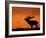 Silhouette of Red Deer Stag Calling at Sunset, Dyrehaven, Denmark-Edwin Giesbers-Framed Photographic Print