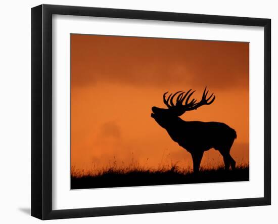 Silhouette of Red Deer Stag Calling at Sunset, Dyrehaven, Denmark-Edwin Giesbers-Framed Photographic Print