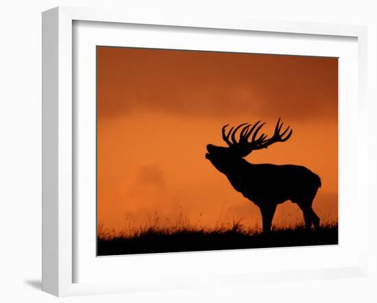 Silhouette of Red Deer Stag Calling at Sunset, Dyrehaven, Denmark-Edwin Giesbers-Framed Photographic Print