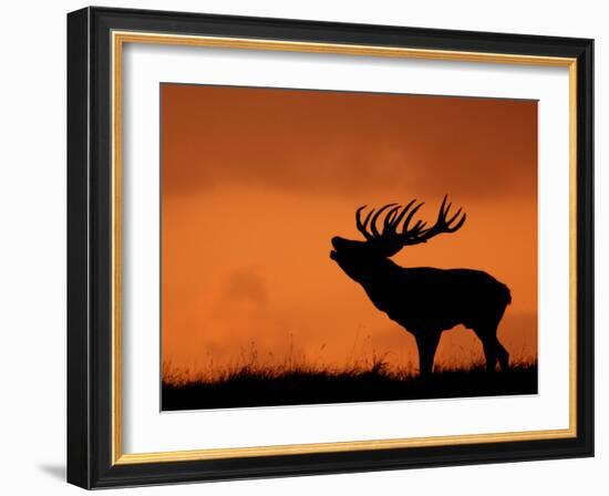 Silhouette of Red Deer Stag Calling at Sunset, Dyrehaven, Denmark-Edwin Giesbers-Framed Photographic Print