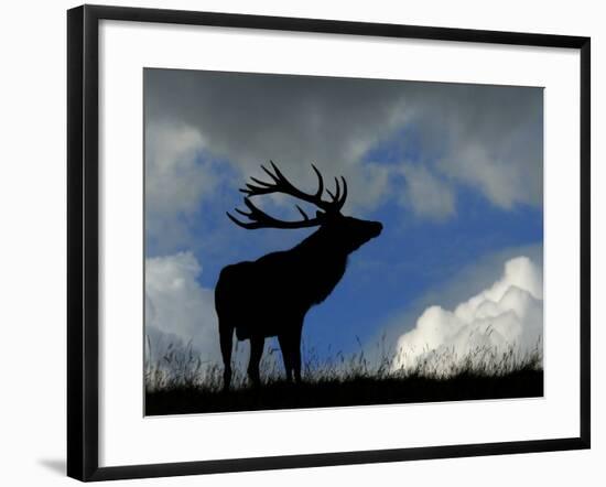 Silhouette of Red Deer Stag, Dyrehaven, Denmark-Edwin Giesbers-Framed Photographic Print