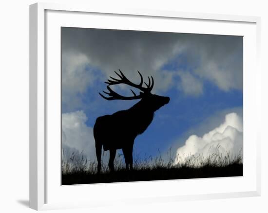 Silhouette of Red Deer Stag, Dyrehaven, Denmark-Edwin Giesbers-Framed Photographic Print