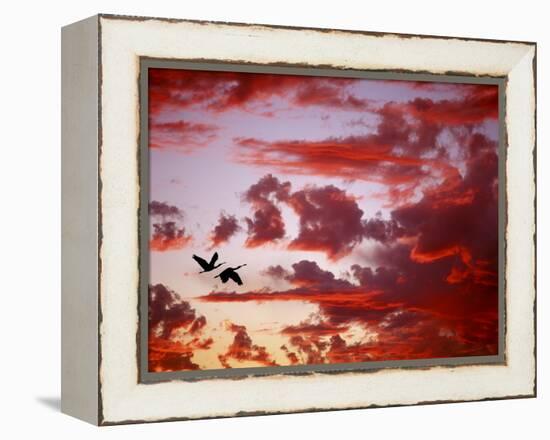 Silhouette of Roseate Spoonbills in Flight at Sunset, Tampa Bay, Florida, USA-Jim Zuckerman-Framed Premier Image Canvas