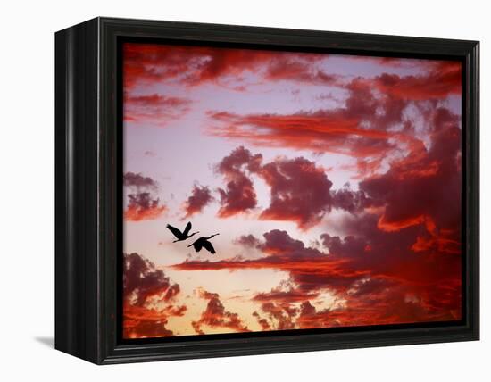 Silhouette of Roseate Spoonbills in Flight at Sunset, Tampa Bay, Florida, USA-Jim Zuckerman-Framed Premier Image Canvas