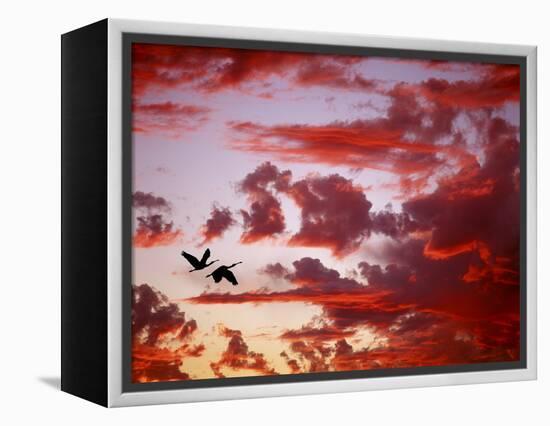 Silhouette of Roseate Spoonbills in Flight at Sunset, Tampa Bay, Florida, USA-Jim Zuckerman-Framed Premier Image Canvas