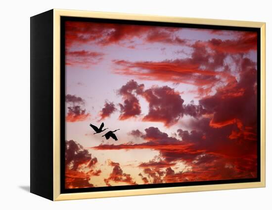 Silhouette of Roseate Spoonbills in Flight at Sunset, Tampa Bay, Florida, USA-Jim Zuckerman-Framed Premier Image Canvas