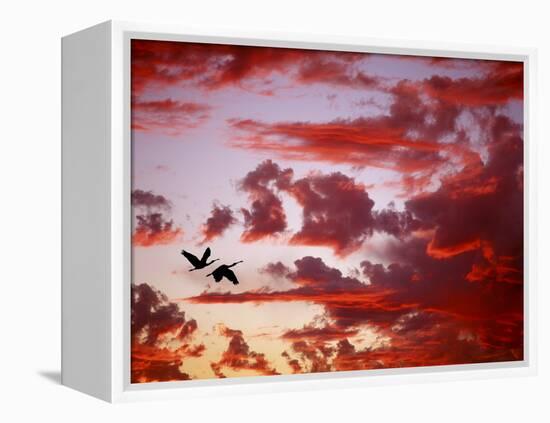 Silhouette of Roseate Spoonbills in Flight at Sunset, Tampa Bay, Florida, USA-Jim Zuckerman-Framed Premier Image Canvas