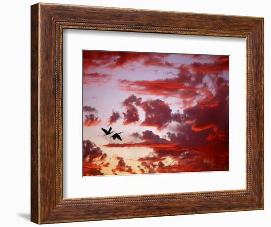 Silhouette of Roseate Spoonbills in Flight at Sunset, Tampa Bay, Florida, USA-Jim Zuckerman-Framed Photographic Print