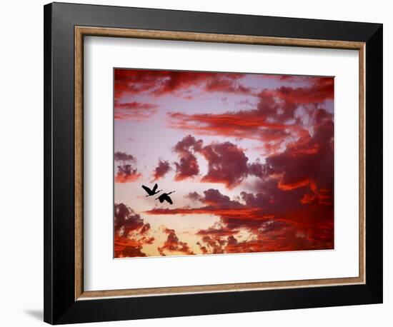 Silhouette of Roseate Spoonbills in Flight at Sunset, Tampa Bay, Florida, USA-Jim Zuckerman-Framed Photographic Print