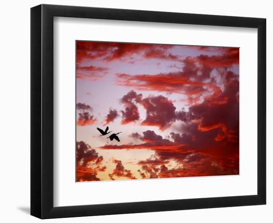 Silhouette of Roseate Spoonbills in Flight at Sunset, Tampa Bay, Florida, USA-Jim Zuckerman-Framed Photographic Print