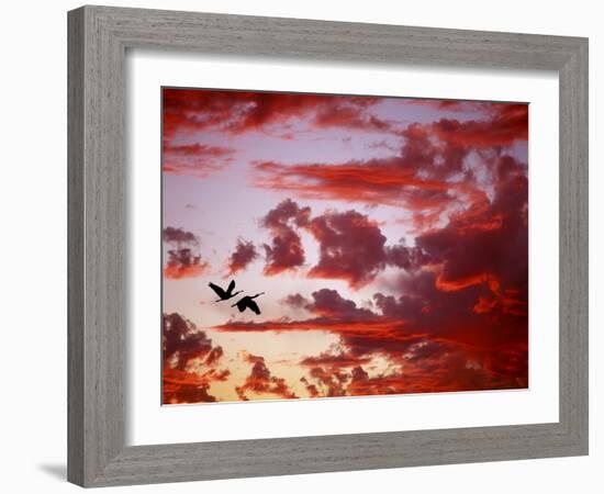 Silhouette of Roseate Spoonbills in Flight at Sunset, Tampa Bay, Florida, USA-Jim Zuckerman-Framed Photographic Print