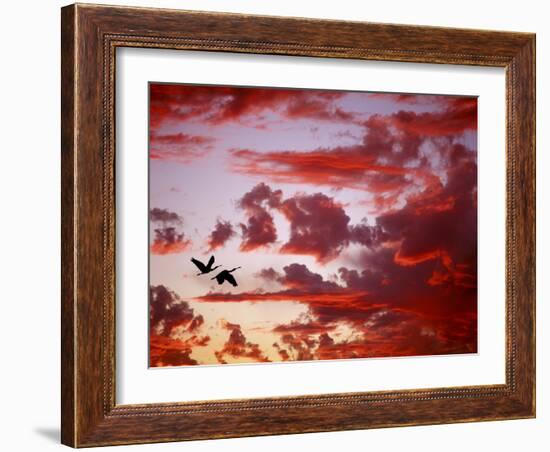 Silhouette of Roseate Spoonbills in Flight at Sunset, Tampa Bay, Florida, USA-Jim Zuckerman-Framed Photographic Print