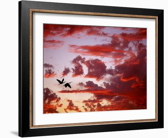 Silhouette of Roseate Spoonbills in Flight at Sunset, Tampa Bay, Florida, USA-Jim Zuckerman-Framed Photographic Print