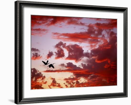 Silhouette of Roseate Spoonbills in Flight at Sunset, Tampa Bay, Florida, USA-Jim Zuckerman-Framed Photographic Print