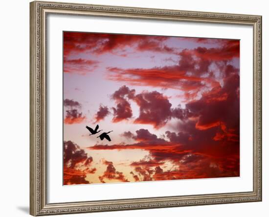 Silhouette of Roseate Spoonbills in Flight at Sunset, Tampa Bay, Florida, USA-Jim Zuckerman-Framed Photographic Print