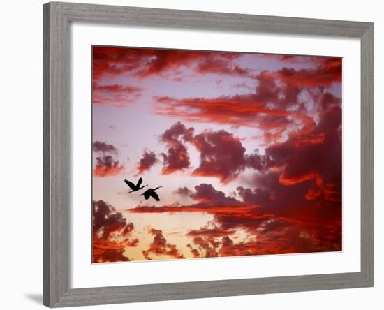 Silhouette of Roseate Spoonbills in Flight at Sunset, Tampa Bay, Florida, USA-Jim Zuckerman-Framed Photographic Print