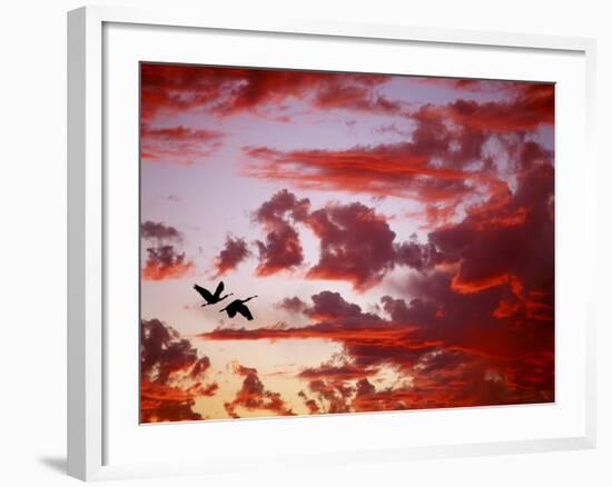 Silhouette of Roseate Spoonbills in Flight at Sunset, Tampa Bay, Florida, USA-Jim Zuckerman-Framed Photographic Print