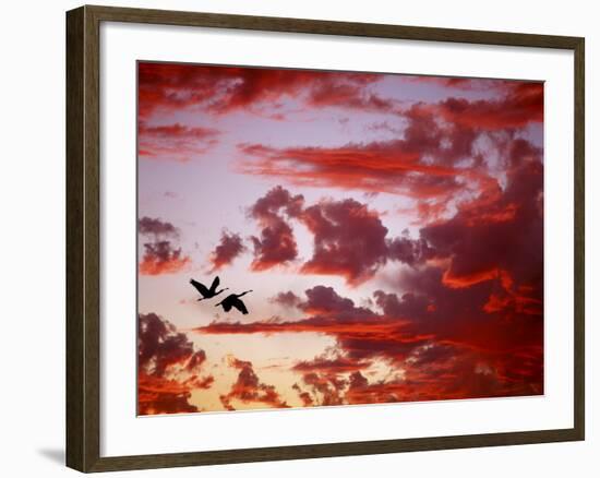 Silhouette of Roseate Spoonbills in Flight at Sunset, Tampa Bay, Florida, USA-Jim Zuckerman-Framed Photographic Print