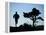 Silhouette of Runner and Tree-null-Framed Premier Image Canvas