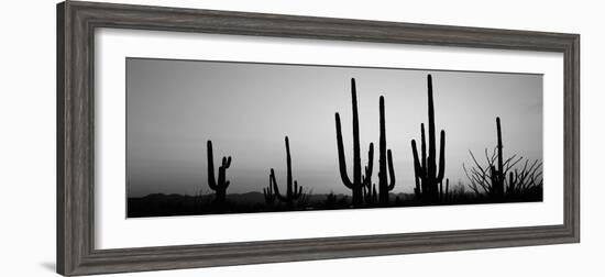 Silhouette of Saguaro Cacti (Carnegiea Gigantea) on a Landscape, Saguaro National Park, Tucson-null-Framed Photographic Print