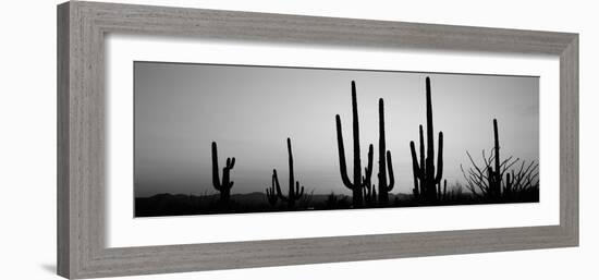 Silhouette of Saguaro Cacti (Carnegiea Gigantea) on a Landscape, Saguaro National Park, Tucson-null-Framed Photographic Print