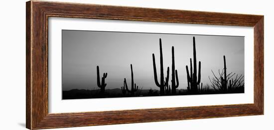 Silhouette of Saguaro Cacti (Carnegiea Gigantea) on a Landscape, Saguaro National Park, Tucson--Framed Photographic Print