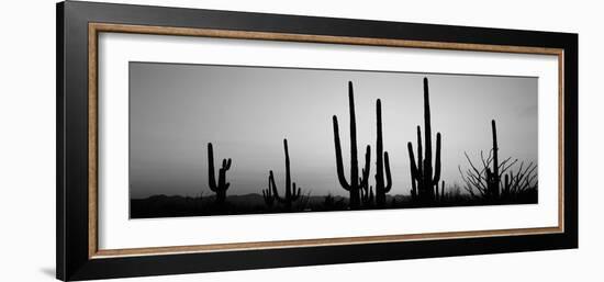 Silhouette of Saguaro Cacti (Carnegiea Gigantea) on a Landscape, Saguaro National Park, Tucson--Framed Photographic Print