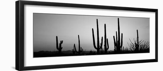 Silhouette of Saguaro Cacti (Carnegiea Gigantea) on a Landscape, Saguaro National Park, Tucson-null-Framed Photographic Print