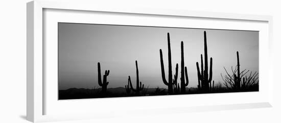 Silhouette of Saguaro Cacti (Carnegiea Gigantea) on a Landscape, Saguaro National Park, Tucson--Framed Photographic Print